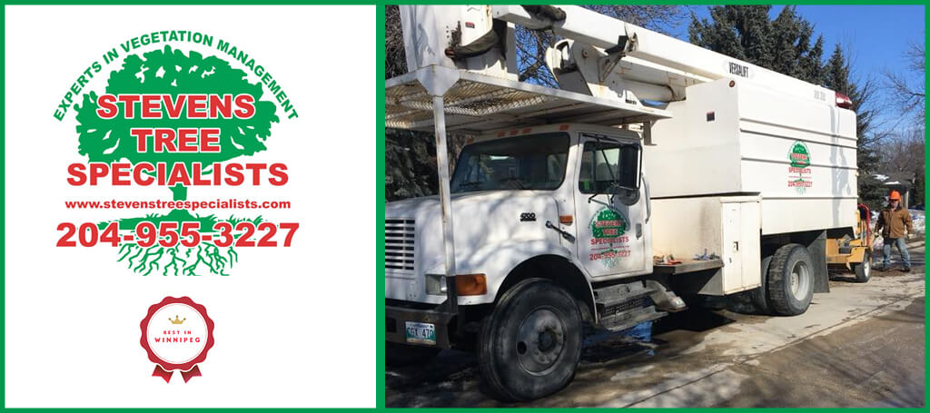 Stevens Tree Specialists