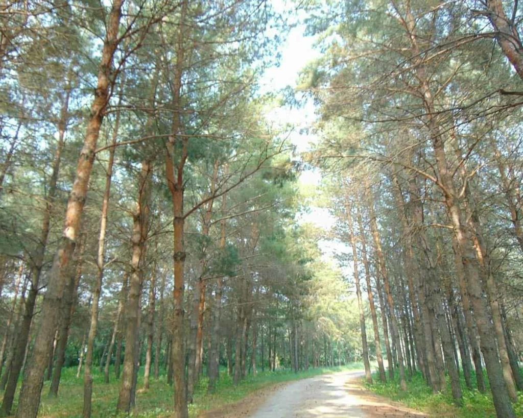 Pembina Valley Provincial Park